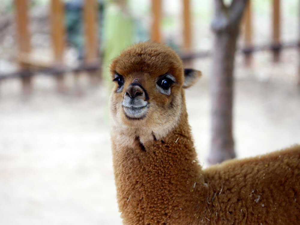 第五季動物樂園