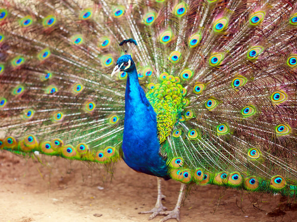 第五季動物樂園