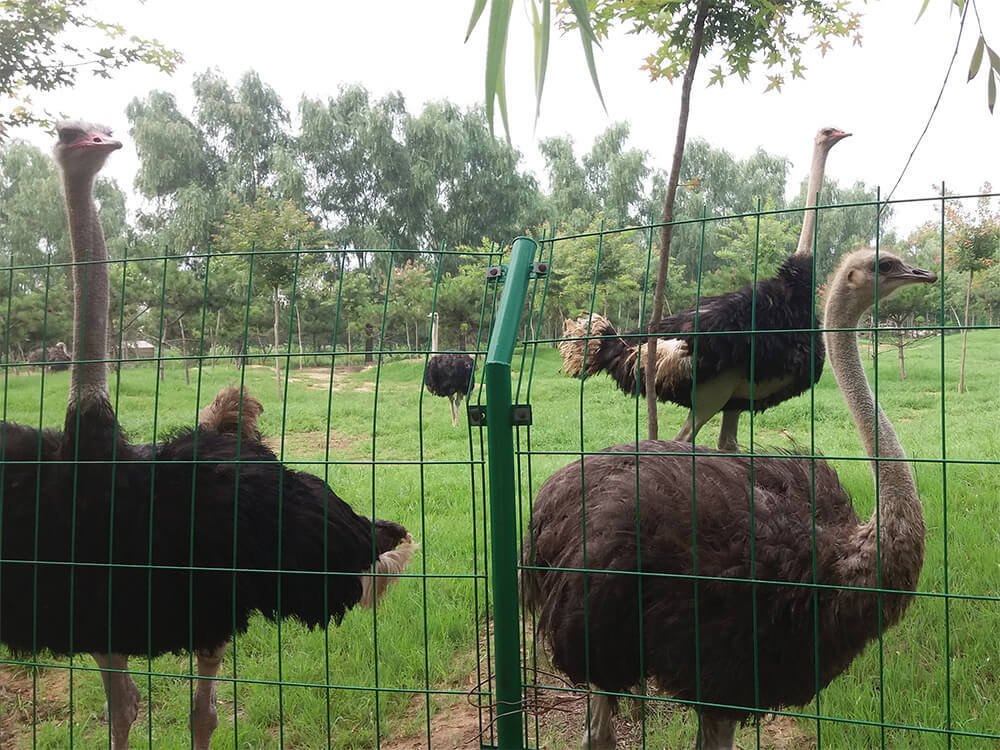 第五季動物樂園