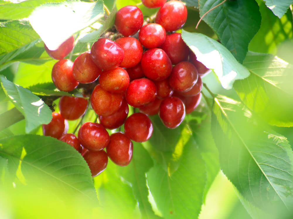 第五季循環經濟農業與有機(jī)農産品