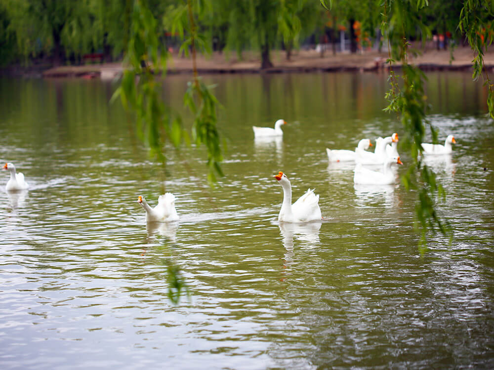 第五季動物樂園