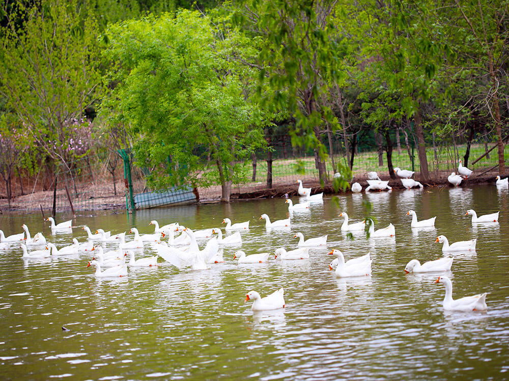 第五季動物樂園