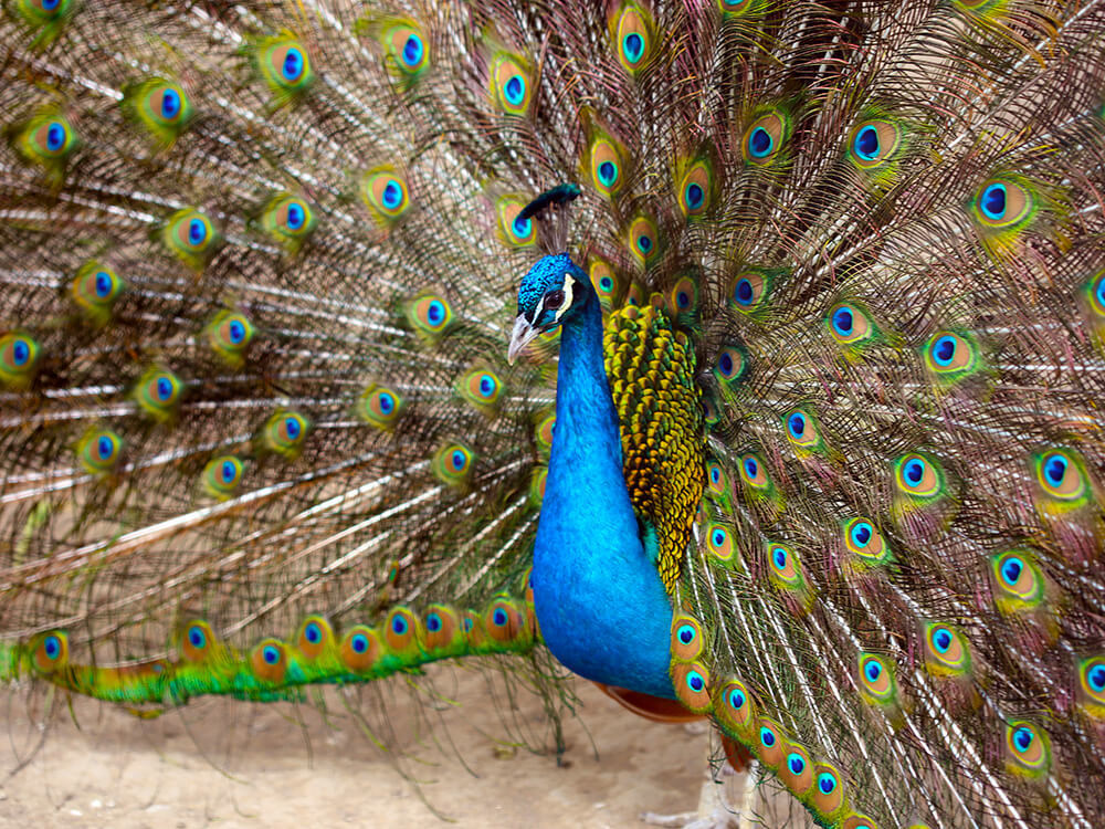 第五季動物樂園