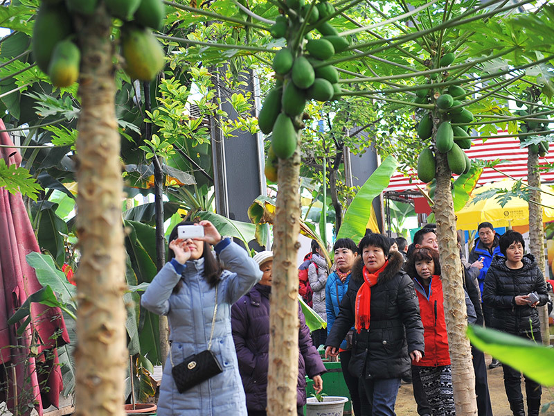 第五季台灣熱(rè)帶水果園