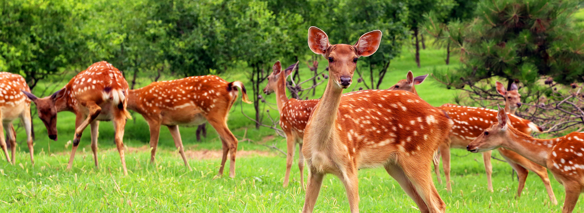 第五季特色項目