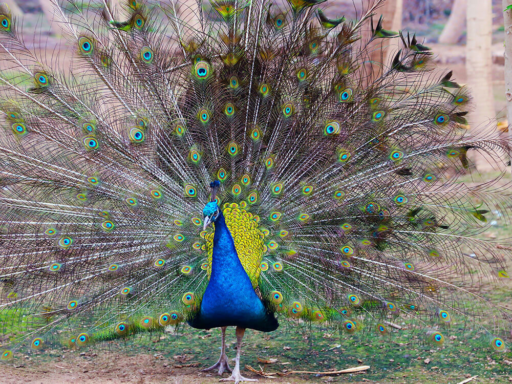 第五季動物樂園