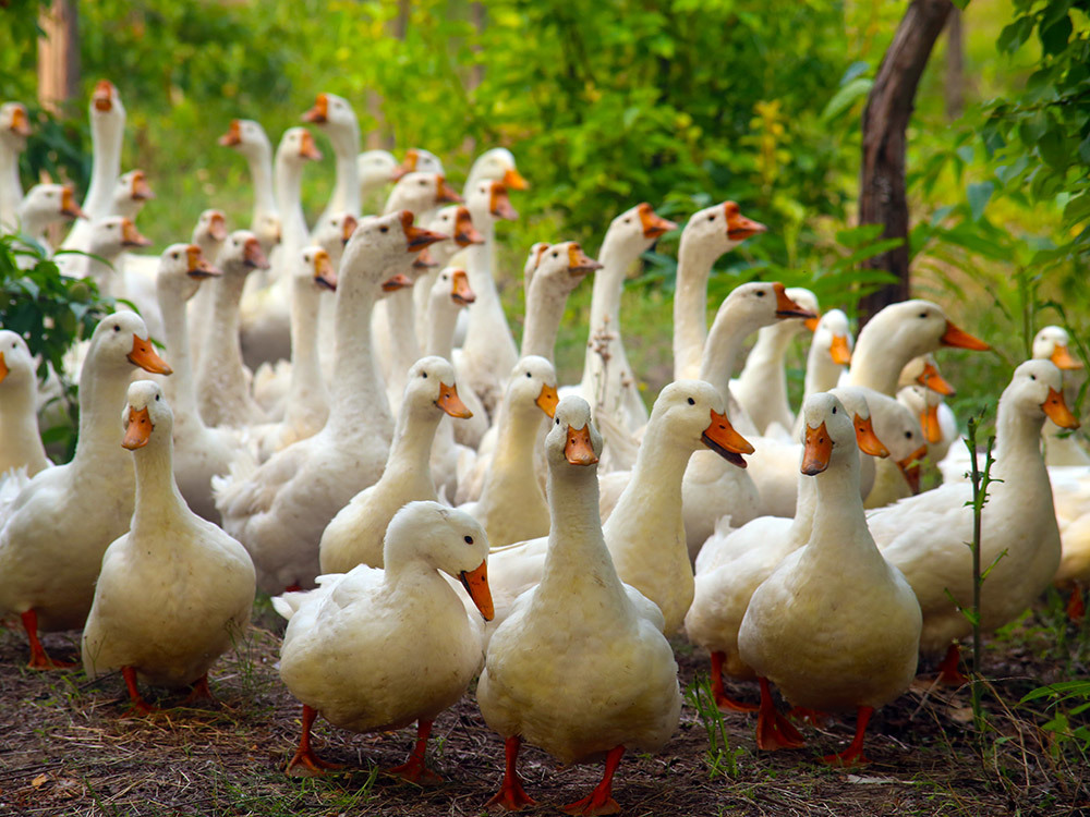 第五季動物樂園