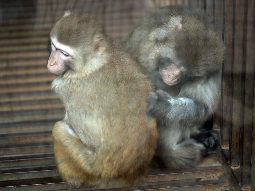 第五季動物樂園
