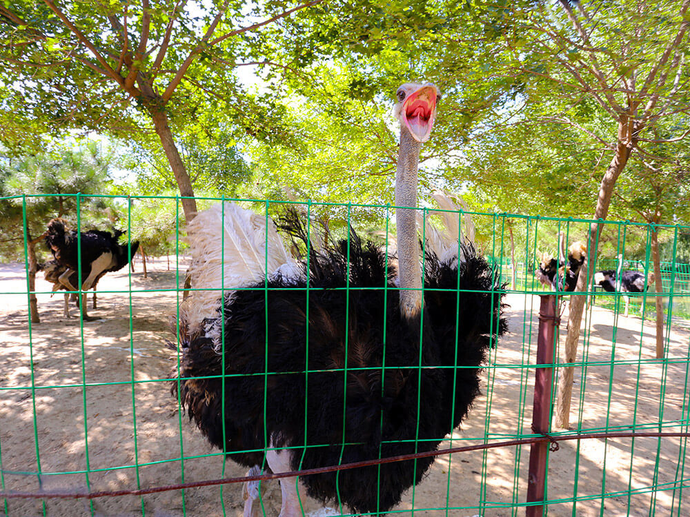 第五季動物樂園